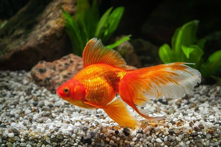 Wie lange leben Goldfische? 5 Möglichkeiten, ihre Lebensdauer zu verlängern